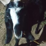 सांबरीचा अशोक पाटील (डाऊर)यांच्या बोकड व शेळया चोरीस गेल्या